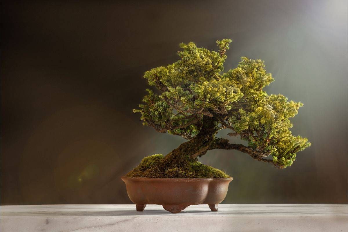 Why is My Juniper Bonsai Turning Yellow Bonsai Bonsai Tree