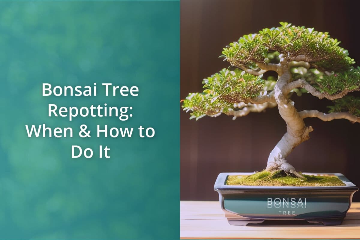 Bonsai Tree Repotting: When & How To Do It - Bonsai Bonsai Tree