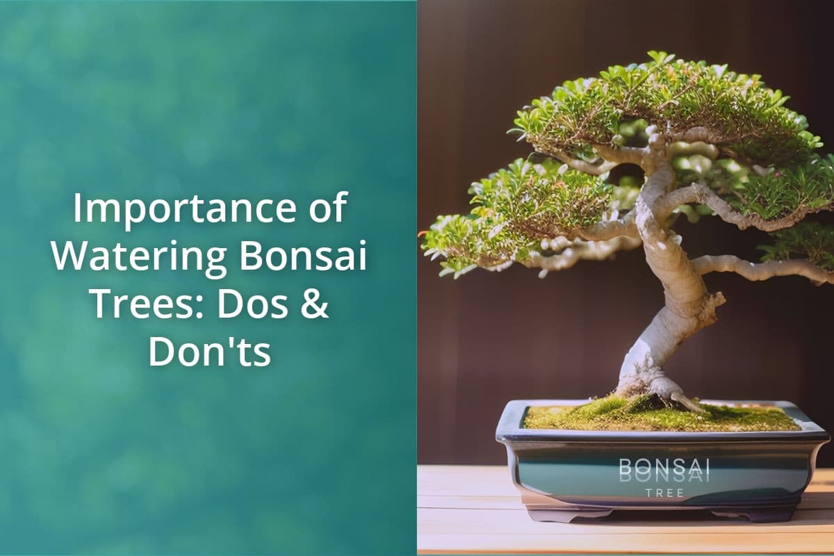 Importance Of Watering Bonsai Trees Dos & Don'ts Bonsai Bonsai Tree