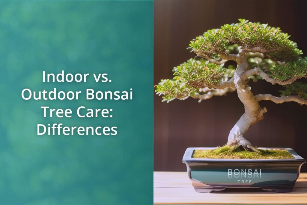 Indoor vs Outdoor Bonsai Tree Care Differences