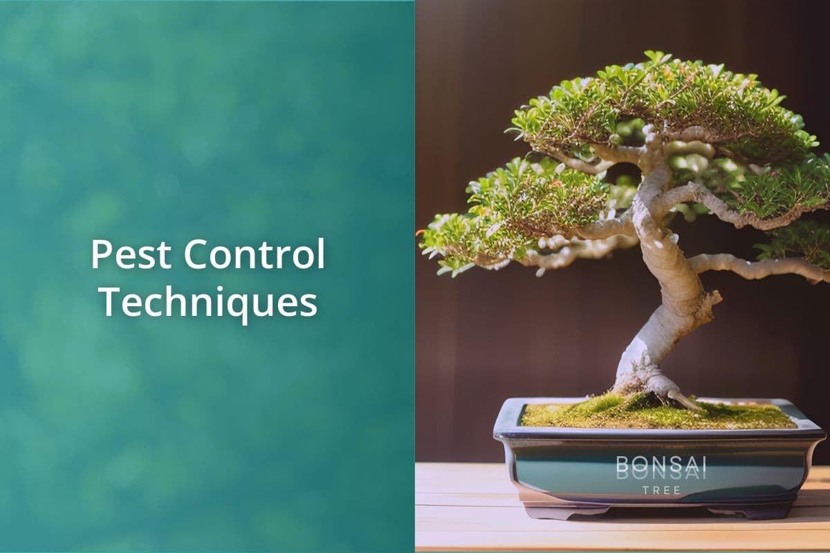 pest-control-techniques-bonsai-bonsai-tree