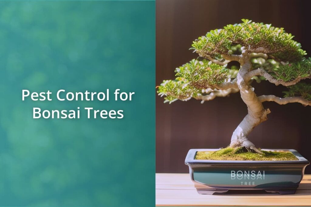 Pest Control for Bonsai Trees
