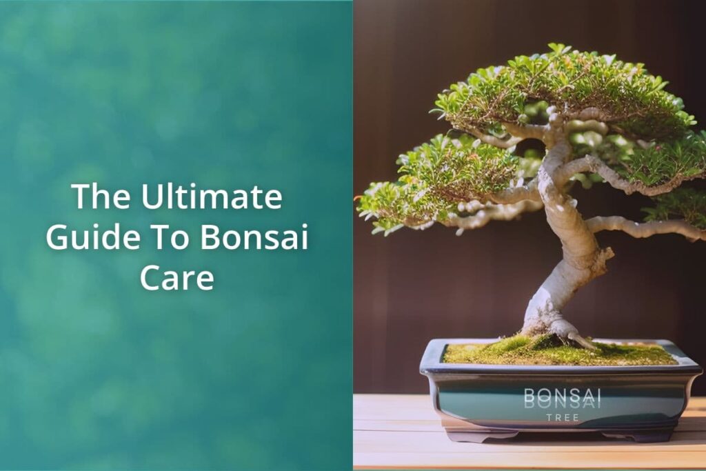 The Ultimate Guide To Bonsai Care