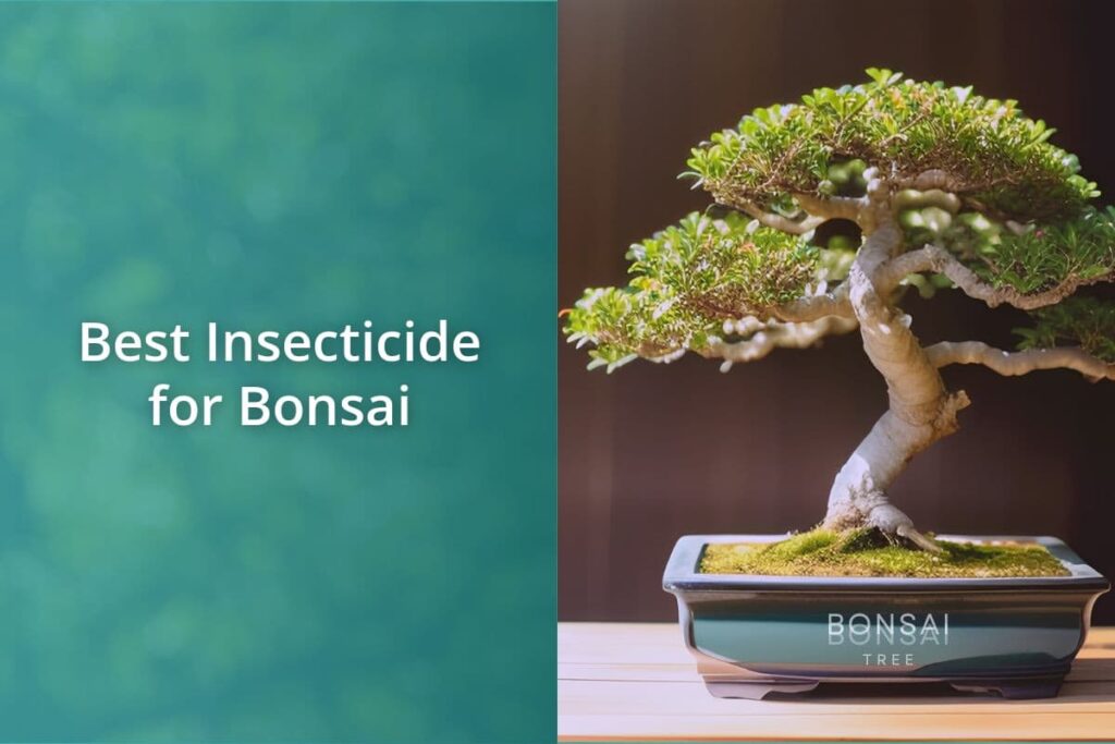 Best Insecticide for Bonsai