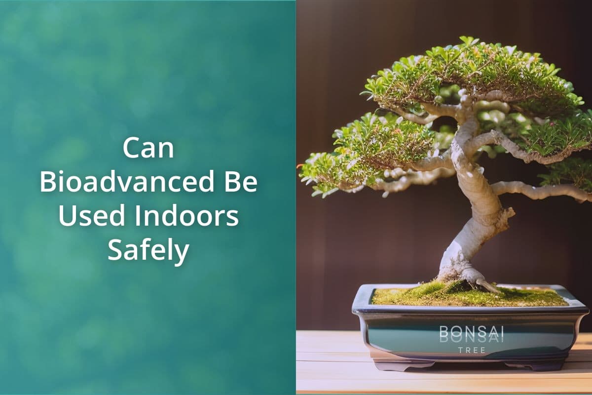 can-bioadvanced-be-used-indoors-safely-bonsai-bonsai-tree