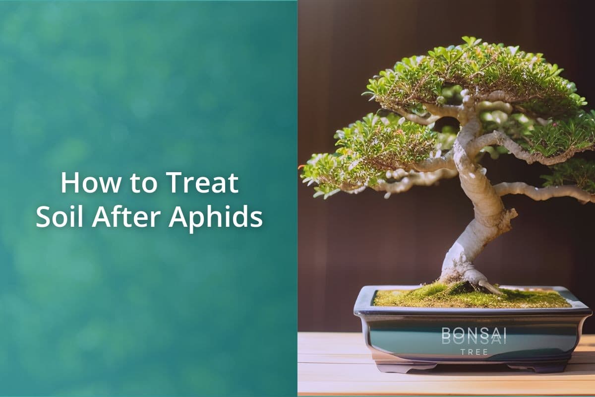 how-to-treat-soil-after-aphids-bonsai-bonsai-tree